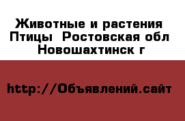 Животные и растения Птицы. Ростовская обл.,Новошахтинск г.